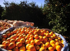 Para o Cepea, aumento da mistura de suco de laranja nos néctares deve estimular demanda e melhorar preços pagos ao citricultor (Foto: Ernesto de Souza/Ed. Globo)