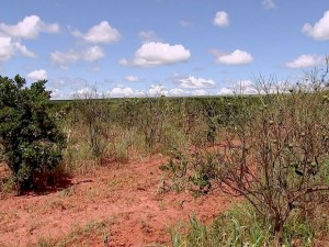 nc_pomares_abandonados_130316